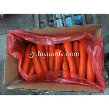 Φρέσκο ​​μικρό καρότο Shandong